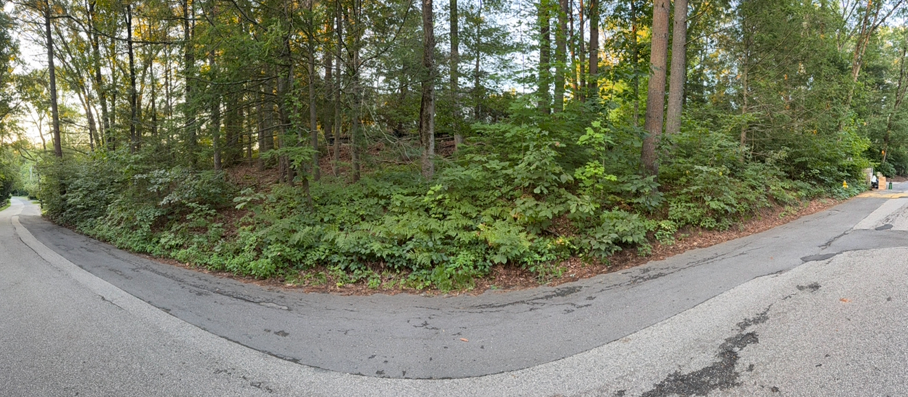 A school property before and after hand removal of poison ivy